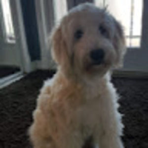 Meet your Posher, Tim